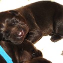 Gorgeous Chocolate Male - a Labrador Retriever puppy