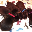 Gorgeous Chocolate Male - a Labrador Retriever puppy