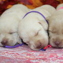 lab pups female - a Labrador Retriever puppy