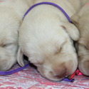 lab pups female - a Labrador Retriever puppy