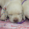 lab pups female - a Labrador Retriever puppy