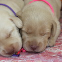 lab pups female - a Labrador Retriever puppy