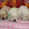 lab pups male - a Labrador Retriever puppy