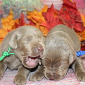 lab pups male - a Labrador Retriever puppy