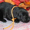 lab pups male - a Labrador Retriever puppy