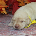 lab pups male - a Labrador Retriever puppy