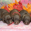 lab pups male - a Labrador Retriever puppy