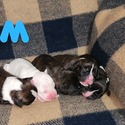 Purebred Boxer Pups - a Boxer puppy