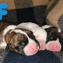 Purebred Boxer Pups - a Boxer puppy