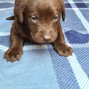 AKC Chocolate Lab Puppies! - a Labrador Retriever puppy