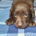 AKC Chocolate Lab Puppies! - a Labrador Retriever puppy