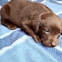 AKC Chocolate Lab Puppies! - a Labrador Retriever puppy