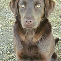 AKC Chocolate Lab Puppies! - a Labrador Retriever puppy