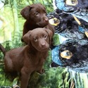 AKC Chocolate Lab Puppies! - a Labrador Retriever puppy