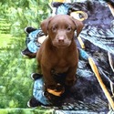 AKC Chocolate Lab Puppies! - a Labrador Retriever puppy