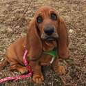 Basset Hound for sale