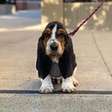 Basset Hound for sale