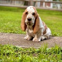 Blessed Basset Hound Kennel owned by Blessed Basset Hound Kennel