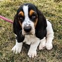 Basset Hound for sale