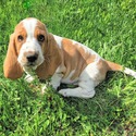 Basset Hound for sale