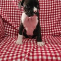 Purebred Boxer Pup - a Boxer puppy