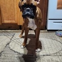 Boxer for sale