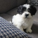 Shih Tzu for sale