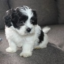 Logan - a Shih Tzu puppy