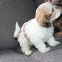 Lottie - a Havanese puppy