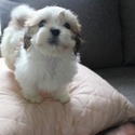 Havanese for sale