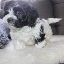 Shih Tzu for sale