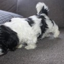 Havanese for sale