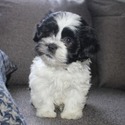 Lancer - a Havanese puppy