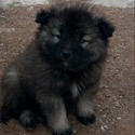 Keeshond - a Keeshond puppy