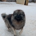 Keeshond - a Keeshond puppy