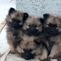 Keeshond - a Keeshond puppy