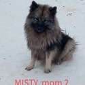 Keeshond - a Keeshond puppy