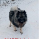 Keeshond - a Keeshond puppy