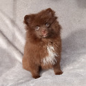 CHOCOLATE TEDDY BEAR - a Pomeranian puppy