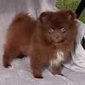 CHOCOLATE TEDDY BEAR - a Pomeranian puppy