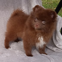 CHOCOLATE TEDDY BEAR - a Pomeranian puppy