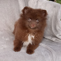 CHOCOLATE TEDDY BEAR - a Pomeranian puppy