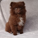 CHOCOLATE TEDDY BEAR - a Pomeranian puppy