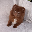 CHOCOLATE TEDDY BEAR - a Pomeranian puppy