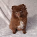 Pomeranian for sale