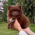 CHOCOLATE TEDDY BEAR - a Pomeranian puppy