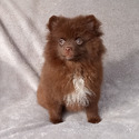 CHOCOLATE TEDDY BEAR - a Pomeranian puppy