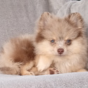 Pomeranian for sale