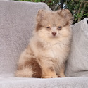 LAVENDER MERLE BEAR - a Pomeranian puppy