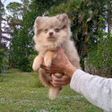 LAVENDER MERLE BEAR - a Pomeranian puppy